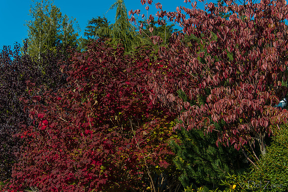 10-17 Local Fall Colors-0048