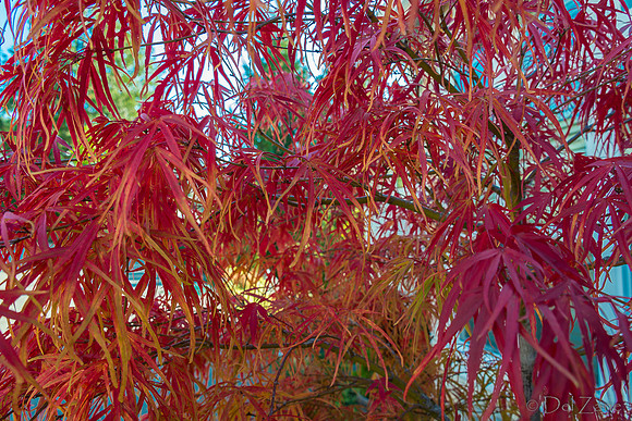 10-17 Local Fall Colors-0037