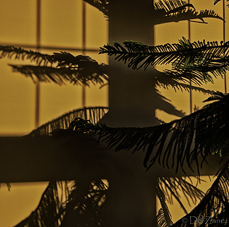 07-14 Tree Shadows-8