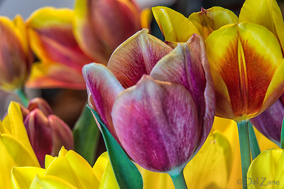 04-28 Macro 36mm 28-300mm D600 Flowers--18