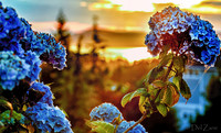 06-24 Hydrangea Sunset Bokeh TIFFs--5