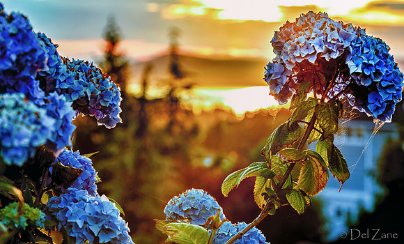 06-24 Hydrangea Sunset Bokeh TIFFs--5