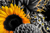 09-19 Colorized Bouquet Bokeh-0309