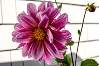 09-17 Cannas and Dahlias-15