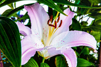07-19 High Noon Blooms TIFFs--12