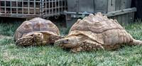 07-20 Misc Animals_reptiles-