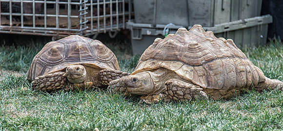 07-20 Misc Animals_reptiles-