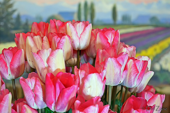 04-02 Tulip Town Redux TIFFs-2-12