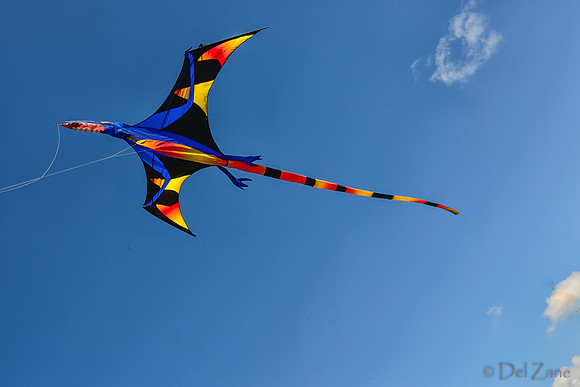 04-08 Tulips and Kites TIFFs--9