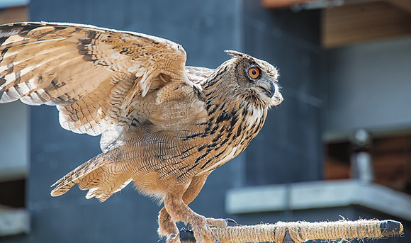 07-20 Owl--2
