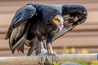 07-20 Yellow Head Vulture--5