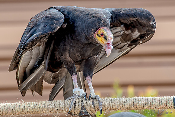 07-20 Yellow Head Vulture--5