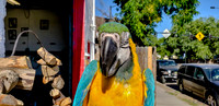 The Bird is the Word