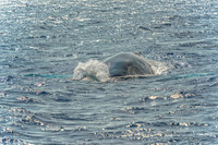 01-28 Whales TIFFS--8