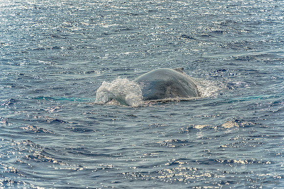 01-28 Whales TIFFS--8