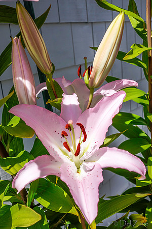 07-21 Lillies TIFFs--7