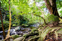 Iao Valley State Park-8