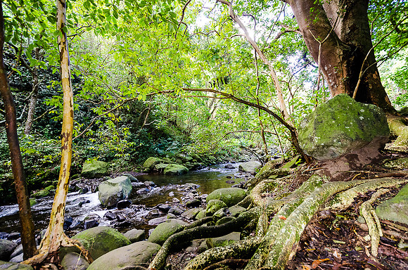 Iao Valley State Park-8