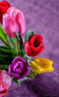 Multi-color Tulips--3