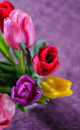 Multi-color Tulips--3