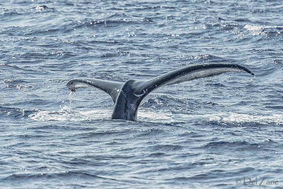01-28 Whales TIFFS--50
