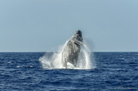 01-28 Whales TIFFS-2-2