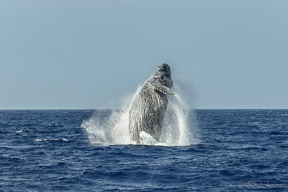 01-28 Whales TIFFS-2-2