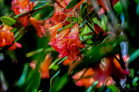 Mother's Day Garden Walk--8