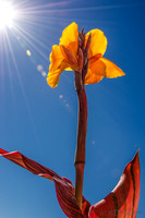 09-17 Cannas and Dahlias-6
