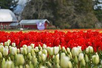 04-02 Tulip Town Redux TIFFs-2-28