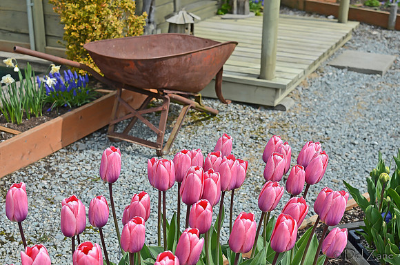 04-02 Tulip Town Redux TIFFs-2-21