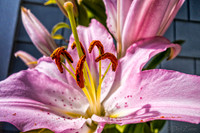 07-21 Lillies TIFFs--12