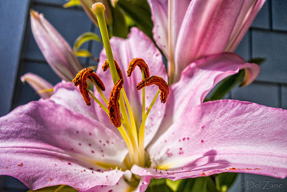 07-21 Lillies TIFFs--12