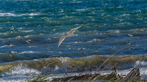 10-19 Burrows Bay Seagulls--7
