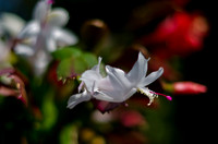 Christmas Cactus-1