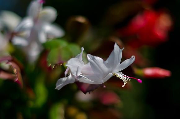 Christmas Cactus-1