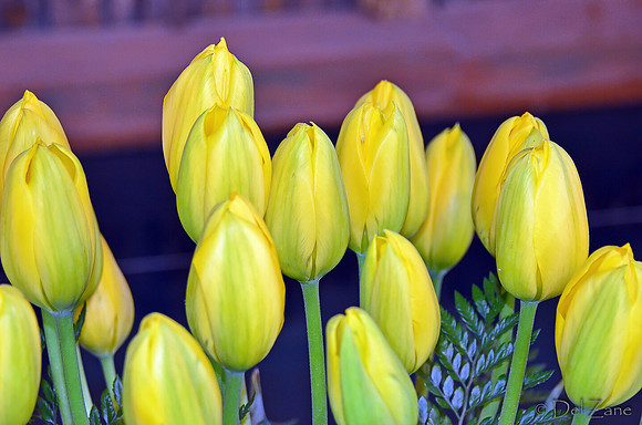 04-02 Tulip Town Redux TIFFs-2-9