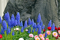04-02 Tulip Town Redux TIFFs-2