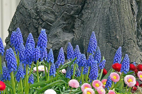 04-02 Tulip Town Redux TIFFs-2