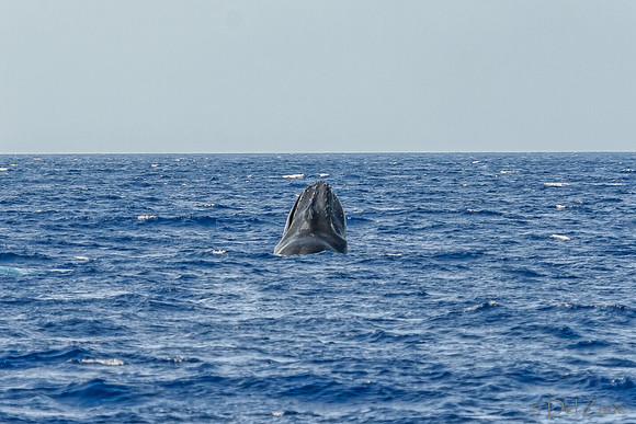 01-28 Whales TIFFS--20