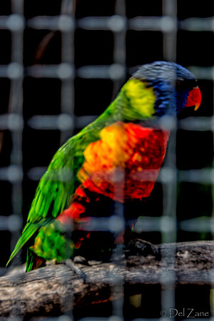 Bonorong Animals--23