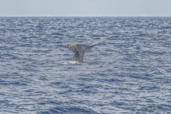 01-28 Whales TIFFS--54