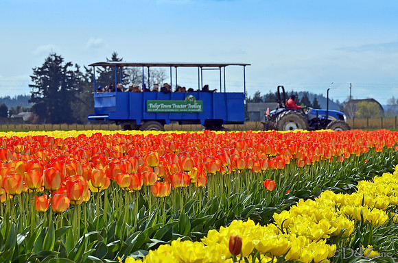 04-02 Tulip Town Redux TIFFs-2-39