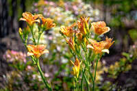 Eye Candy 07-20-2019