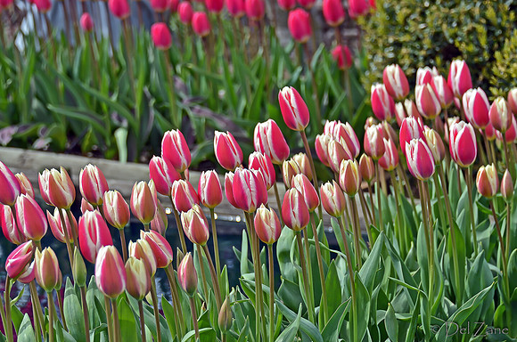 04-02 Tulip Town Redux TIFFs-2-19