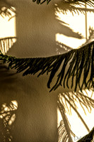 07-14 Tree Shadows-3
