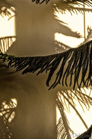 07-14 Tree Shadows-3