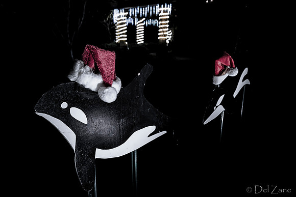 11-27-13  Marine Heights Nighttime Xmas Display JPEGs--9