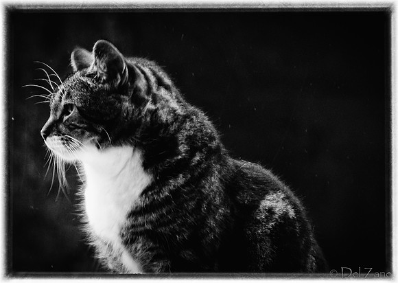 Cats-8
