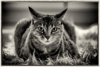 Cats-6
